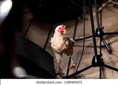 Chicken Walking On A Concert Stage In Riga, Latvia