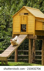 Chicken House Images Stock Photos Vectors Shutterstock