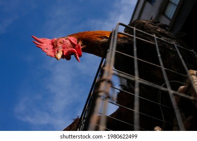 A Chicken At Wet Market On May 1, 2020 In Kuala Lumpur, Malaysia.