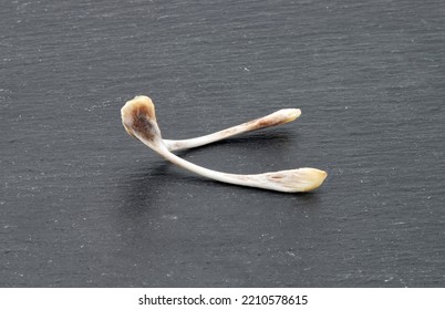 Chicken Wishbone To Make Wishes Isolated On Dark Background