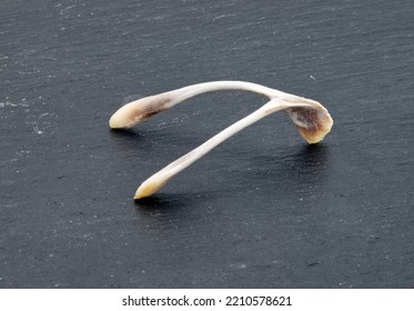 Chicken Wishbone To Make Wishes Isolated On Dark Background