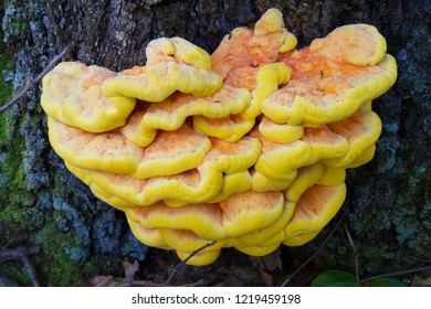 Chicken Woods Laetiporus Sulphureus Edible Mushroom Stock Photo ...