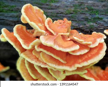 Chicken Of The Woods Images Stock Photos Vectors Shutterstock