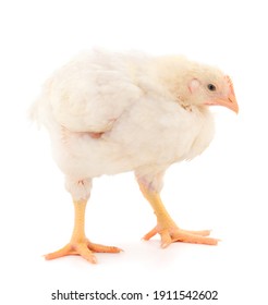 Chicken or young broiler chickens on isolated white background.
