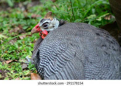 Chicken,Guineafowl, Guineahen ( Numididae)
