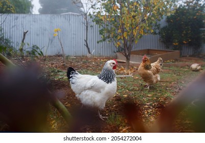 Chickens In The Backyard During A Foggy Day In Winter In Adelaide, South Australia