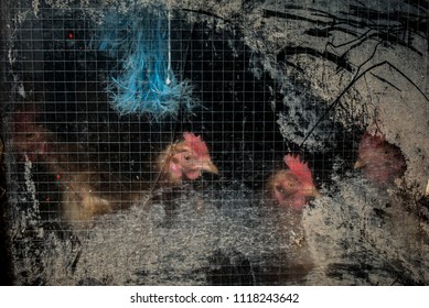 Chickens Behind The Chicken Coop Window