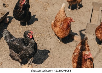 Chickens And Bird Flu, Epidemic