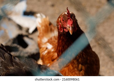 Chickens And Bird Flu, Epidemic