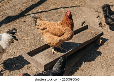 Chickens And Bird Flu, Epidemic