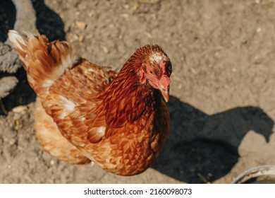 Chickens And Bird Flu, Epidemic