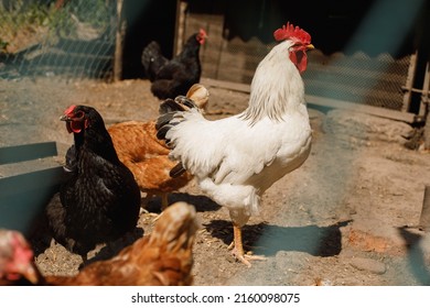 Chickens And Bird Flu, Epidemic