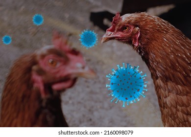 Chickens And Bird Flu, Epidemic