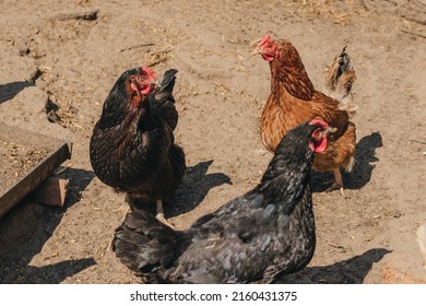 Chickens And Bird Flu, Epidemic