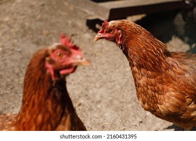 Chickens And Bird Flu, Epidemic