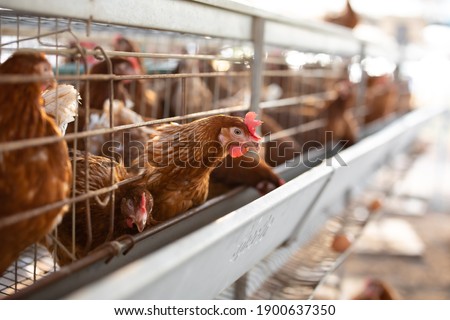 The chickens in the cages, the chickens sit in the open air cages and feed on feed.