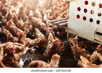 Chickens In Chicken Farm Kept Free Of Cages. (high ISO Image)