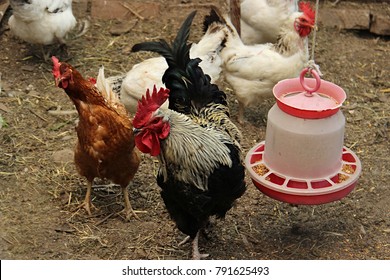 Chicken Feeder Images Stock Photos Vectors Shutterstock