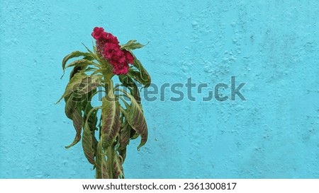 Chicken's comb flowers that are wilted and almost dead have a blue background.