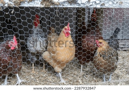 Chickens in a coup behind chicken wire