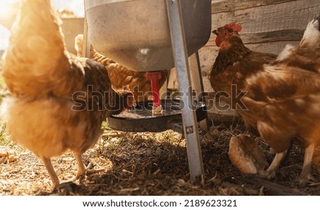chickens drinking on a water dispenser at a farm. Hens in a free range farm. Chickens walking in the farm yard.