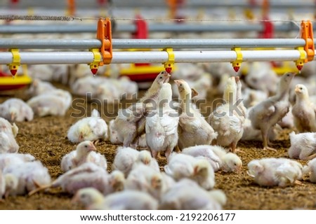 Chickens are drinking water in close farm, temperature and light control , Thailand.