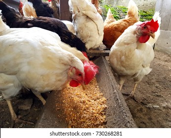 Chicken Feeder Images Stock Photos Vectors Shutterstock