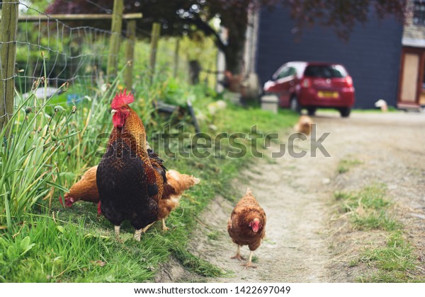 Chickens in a family farm\
driveway