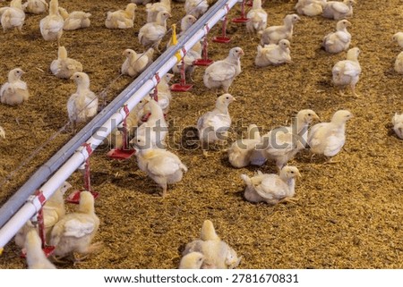 Chickens feed on a farm using a watering system and move around in a spacious barn filled with bedding