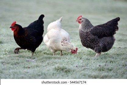 Chickens feeding on a frosty garden lawn