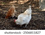 Chickens foraging on the ground in a natural setting. A white hen is in the foreground, while a brown hen is slightly behind. The setting is earthy with natural light highlighting the scene.