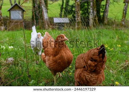 Chickens, free range garden flock of hens. mixed breed red brown white Leghorn poultry. Columbian black tail.
