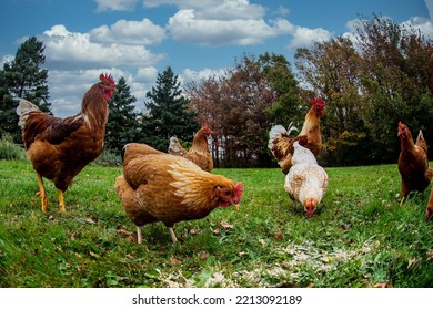 Chickens free range while rooster watches over them - Shutterstock ID 2213092189