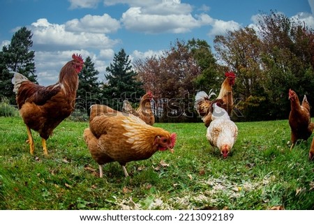 Chickens free range while rooster watches over them