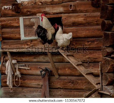 Chickens go to the henhouse. chickens comes out of the henhouse.