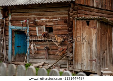 Chickens go to the henhouse. chickens comes out of the henhouse.