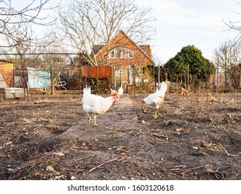 Chickens Grazes On Backyard Of Country House In Sunny Winter Evening