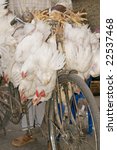 Chickens hanging from the handlebars of a bicycle at the poultry market in Kolkata, India