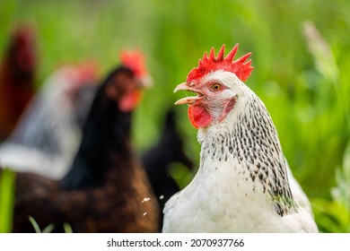 Chickens, hens and chooks, grazing and eating grass, on a free range, organic farm, in a country hen house, on a farm and ranch in Australia. - Powered by Shutterstock