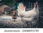 Chickens at Kentish Town CIty Farm, London, UK