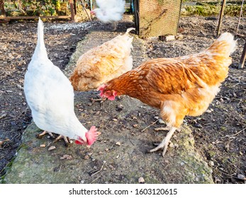 Chickens Looking For Food On Path At Backyard Of Country House In Winter Evening