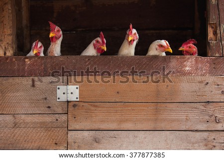 Chickens looking out at a fence