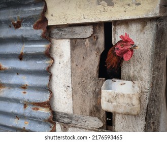 Chickens Looking Out, Traditional Coop Background