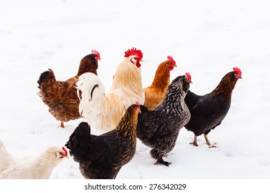 1,442 Chicken legs live Stock Photos, Images & Photography | Shutterstock