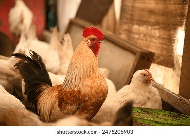 Chickens on a farm. Breeding poultry and chicken eggs - Powered by Shutterstock