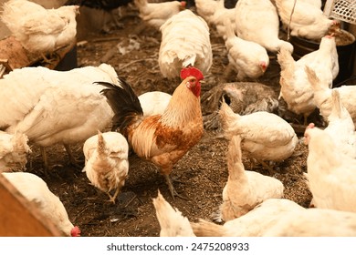 Chickens on a farm. Breeding poultry and chicken eggs - Powered by Shutterstock