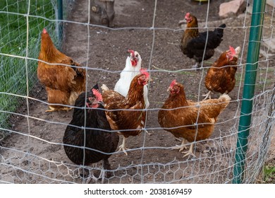 Hühner auf einem landwirtschaftlichen Betrieb, der frei läuft