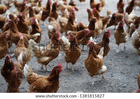 Similar – hen races Animal