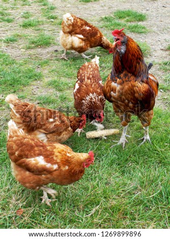 Similar – Image, Stock Photo Chickens on meadow. Meat