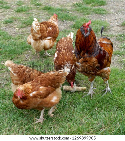 Similar – Image, Stock Photo Chickens on meadow. Meat